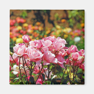 Imã Ímã cor-de-rosa bonito dos rosas