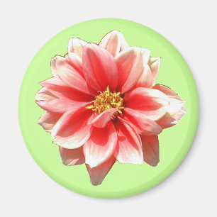Imã Ímã cor-de-rosa da dália