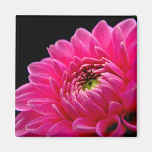 Imã Ímã cor-de-rosa da dália