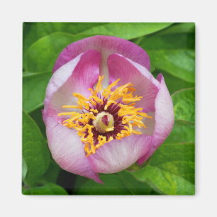 Imã Ímã cor-de-rosa da flor do Paeonia