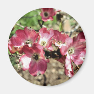 Imã Ímã cor-de-rosa da fotografia da flor do Dogwood