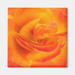 Imã Ímã cor-de-rosa da laranja