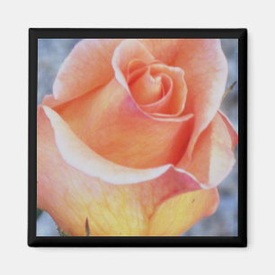 Imã ímã cor-de-rosa da laranja