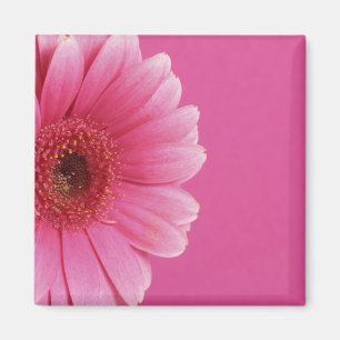 Imã Ímã cor-de-rosa da paixão