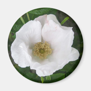 Imã Ímã cor-de-rosa da praia branca