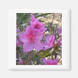 Imã Ímã cor-de-rosa das azáleas