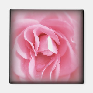 Imã Ímã cor-de-rosa de Vignetted