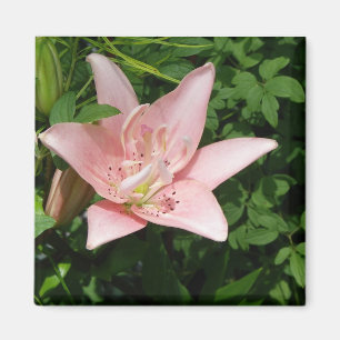 Imã Ímã cor-de-rosa do lírio