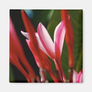 Imã Ímã cor-de-rosa do Plumeria