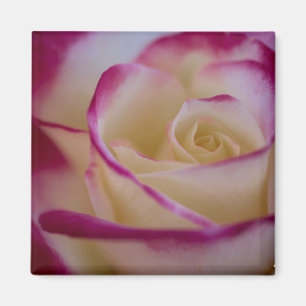 Imã Ímã cor-de-rosa do prazer dobro