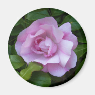 Imã Ímã cor-de-rosa rosa pálido