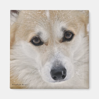 Imã Ímã Corgi Face