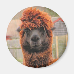 Imã Ímã curioso do ~ da alpaca
