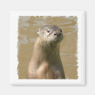 Imã Ímã curioso do quadrado da lontra