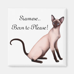 Imã Ímã customizável novo amigável do gato Siamese