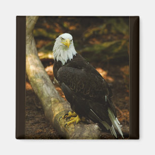 Imã Ímã da águia americana
