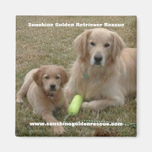 Imã Ímã da albufeira - salvamento do golden retrieve