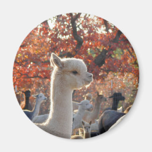 Imã Ímã da alpaca