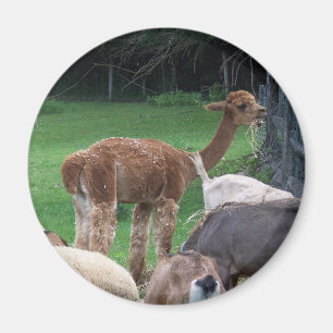 Imã ímã da alpaca