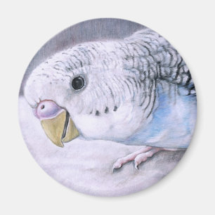 Imã "Ímã da arte do pássaro de Budgie azul"