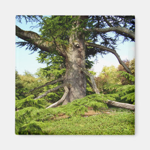 Imã Ímã da árvore de Cedro--Líbano