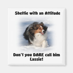 Imã Ímã da atitude de Sheltie