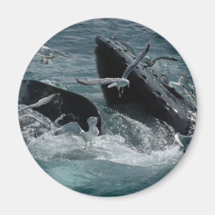 Imã Ímã da baleia de Humpback