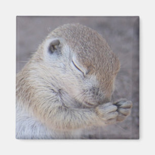 Imã Ímã da benevolência