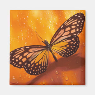 Imã Ímã da borboleta