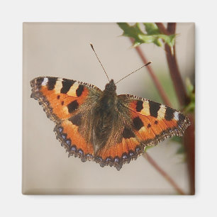 Imã Ímã da borboleta