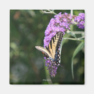 Imã Ímã da borboleta