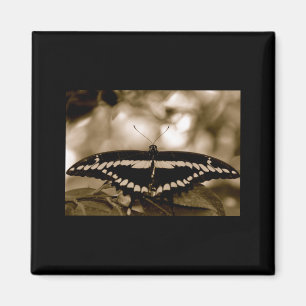 Imã Ímã da borboleta de B/W