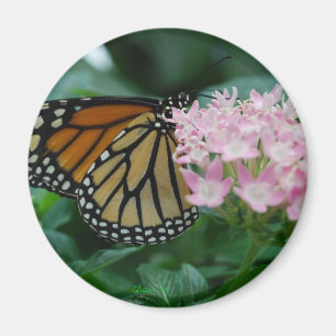 Imã Ímã da borboleta de monarca