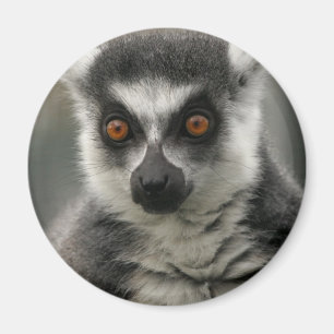 Imã Ímã da cara do Lemur