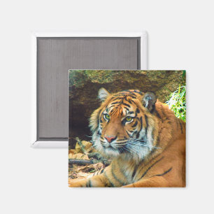 Imã Ímã da cara do tigre