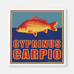 Imã Ímã da carpa