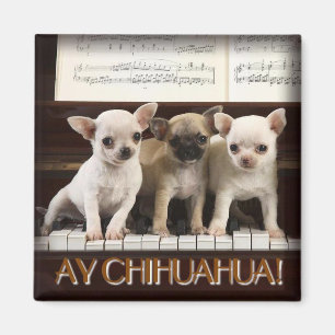 Imã Ímã da chihuahua