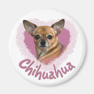 Imã Ímã da chihuahua
