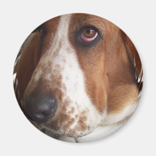 Imã Ímã da circular do cão de Basset Hound