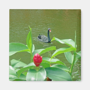 Imã Ímã da cisne preta