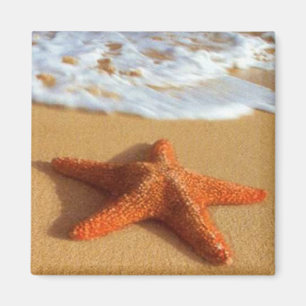 Imã Ímã da estrela do mar