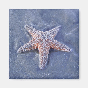 Imã Ímã da estrela do mar