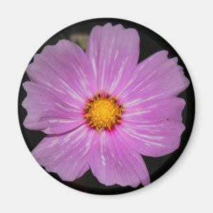 Imã Ímã da flor