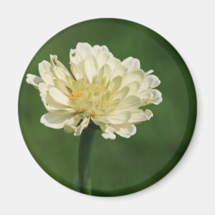 Imã ímã da flor branca
