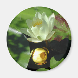 Imã Ímã da flor de Lotus