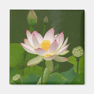 Imã Ímã da flor de Lotus