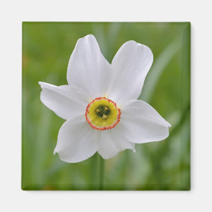 Imã Ímã da flor de Recurvus do narciso