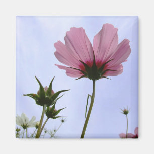 Imã Ímã da flor do cosmos