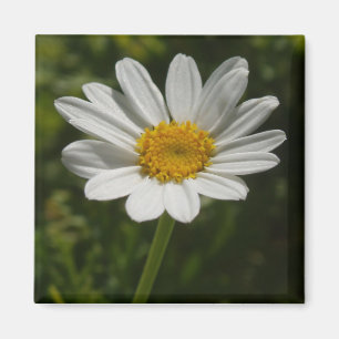 Imã Ímã da foto da flor da margarida