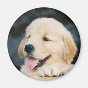 Imã Ímã da foto do filhote de cachorro do golden